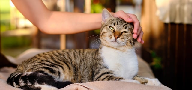 A cat being stroked.