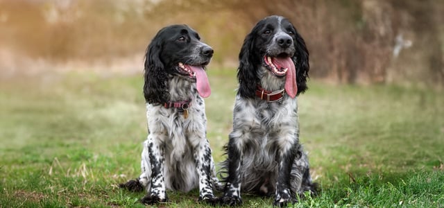 Two black and white Springer Spaniels sitting on green grass.