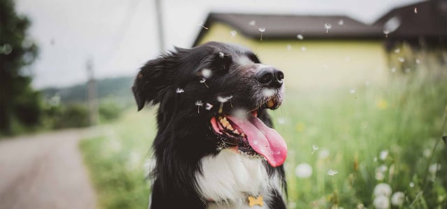 dog sitting close to floating dandelion seeds