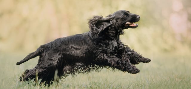 A black Cocker Spaniel running through grass.