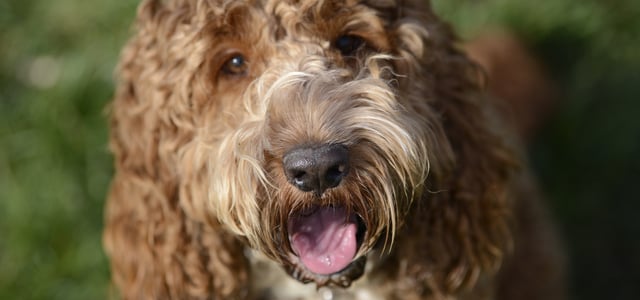 A close-up image of a brown Cockapoo.