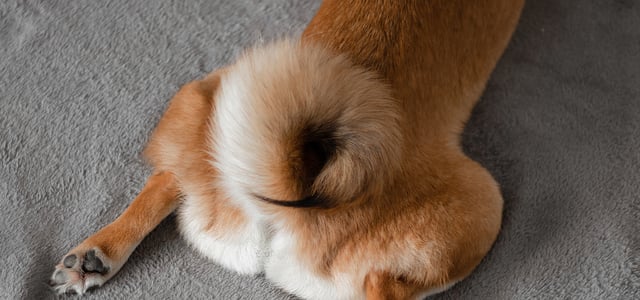 A close up image of a Shiba Inu's curly tail.
