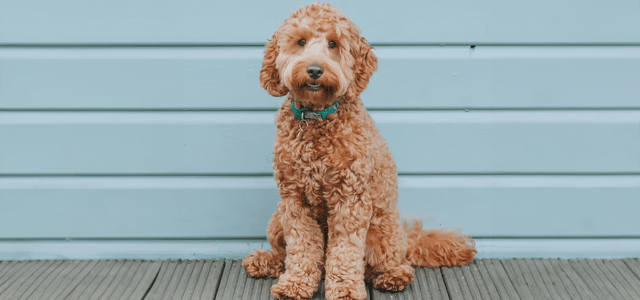 a cockapoo with a teddy bear cut haircut