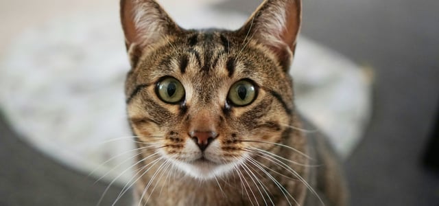 Sokoke cat with wide eyes looking into camera