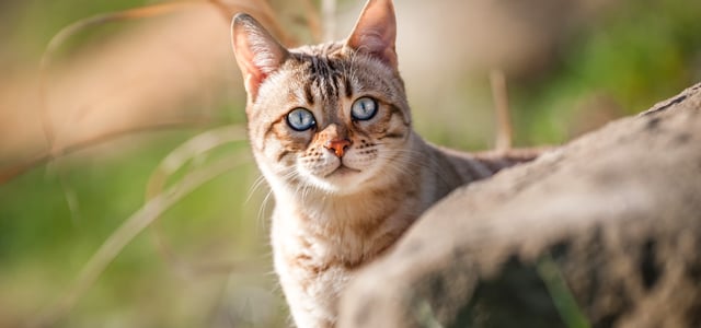 A cat peeking outdoors.