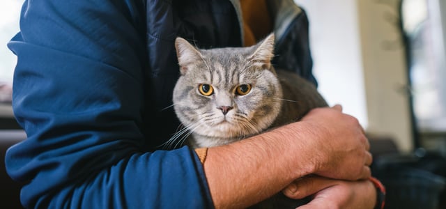 A cat being held in a man's arms.