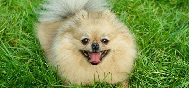 Pomeranian with mouth open sitting in grass