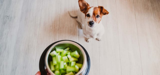 jack russell waiting patiently for his bowl of celery which is being held by owner above him