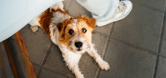 Fluffy Jack Russell lying on ground looking up
