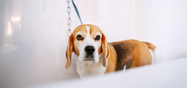 A beagle standing in the bath waiting to be groomed.