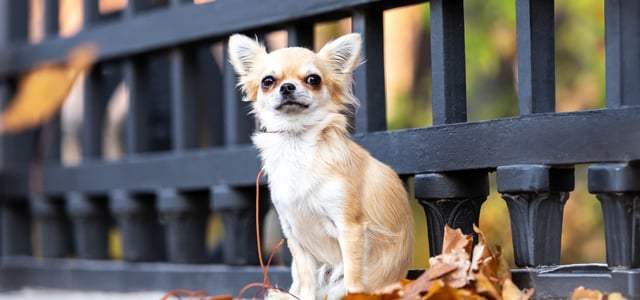 chihuahua siting on a bench with some autumn leaves next to it