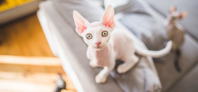 White Devon Rex cat staring up at camera from a couch