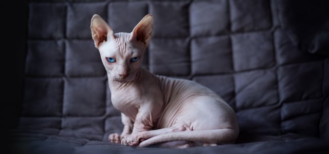 Minskin cat sitting on sofa