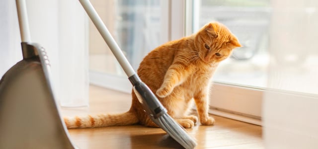 Ginger cat playing with a broom on wooden floor