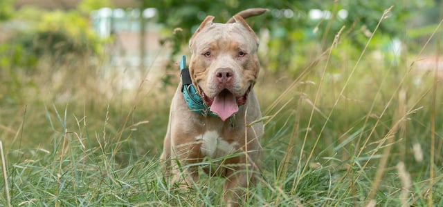 An XL Bully bounding through grass.