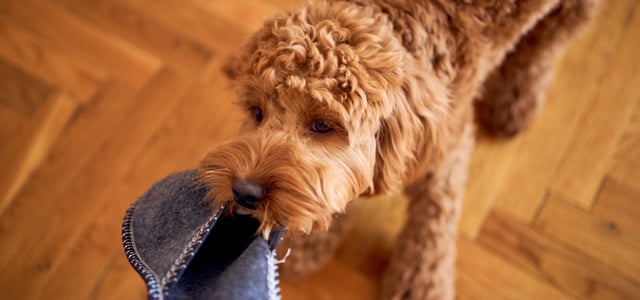A Cockapoo tugging on a slipper.