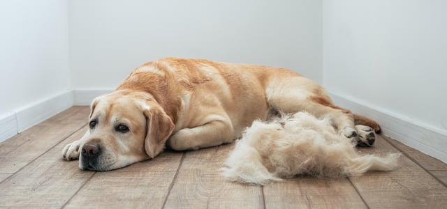 Golden lab retriever lying on wooden floor in front of a tuft of hair