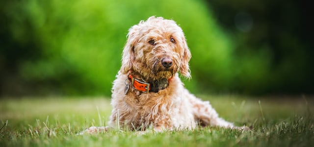 Labradoodle lying on grass