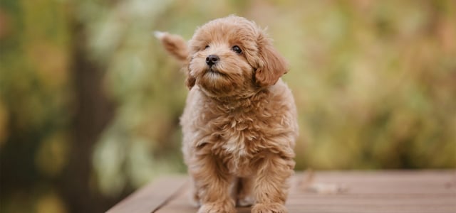 A puppy Maltipoo standing outdoors.