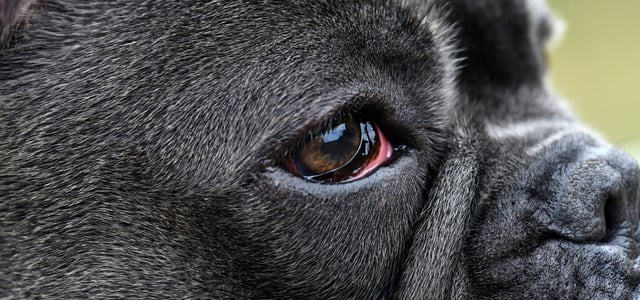 Close up of French Bulldog's red eye.