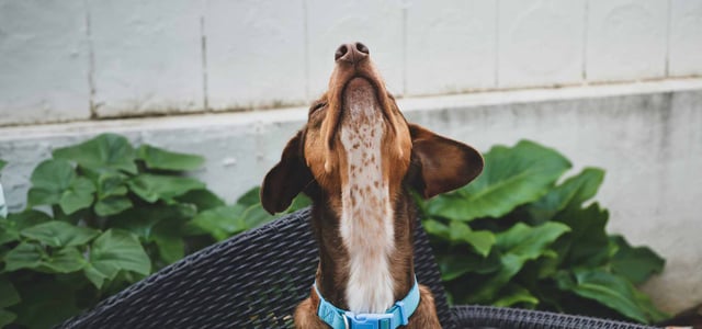 A dog straining its neck to look up