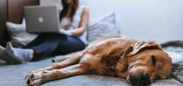 dog laying down by woman on laptop
