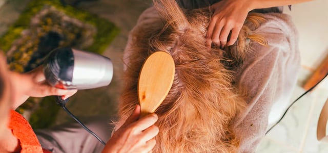 a cockapoo being groomed