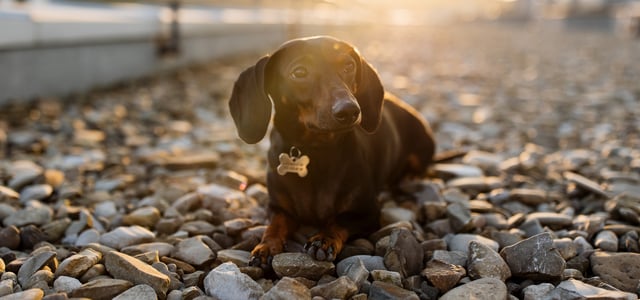 a dachshund laying on pebbles