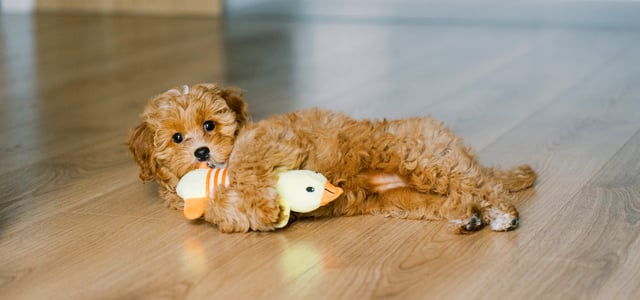 A puppy Cavapoo laying with their toy on wooden flooring.
