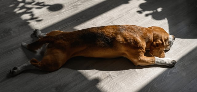 A dog splooting with his back and front legs outstretched.