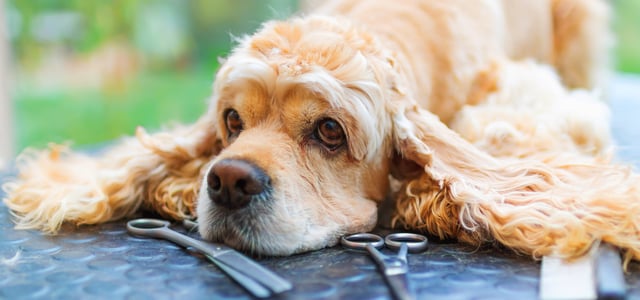 Golden working Cocker Spaniel lying on table with ears out for grooming