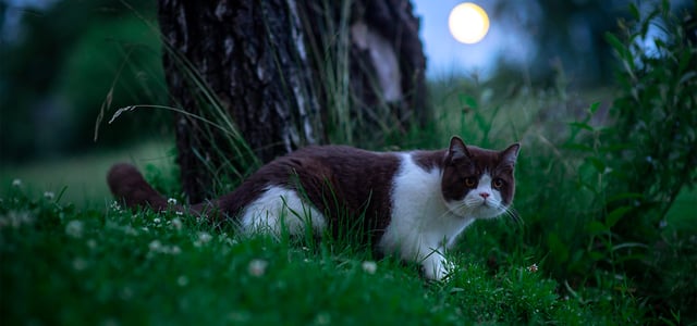 cat walking through forest in the dark