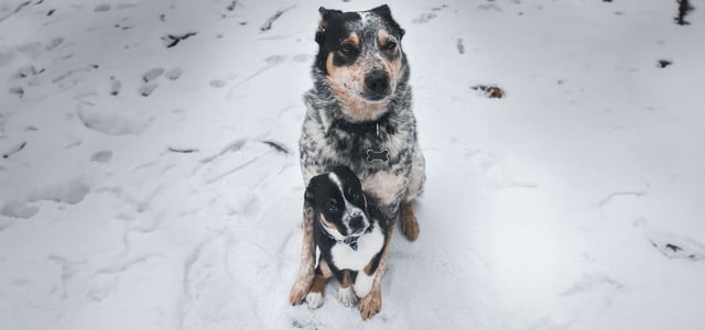 a puppy and an adult dog in the snow