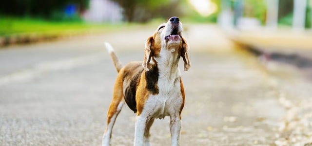 A beagle howling outdoors.