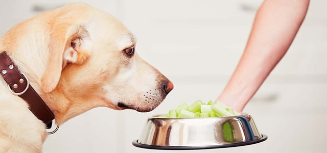 labrador looking into his metal bowl of chopped up celery