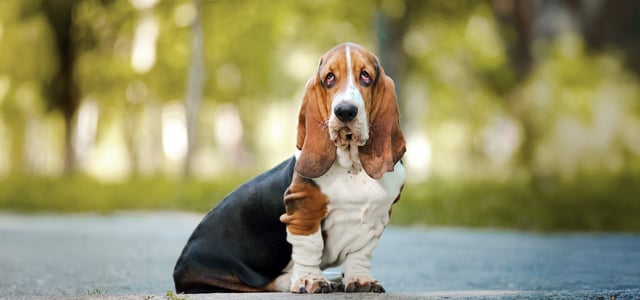 A Basset Hound sitting on the floor outdoors.