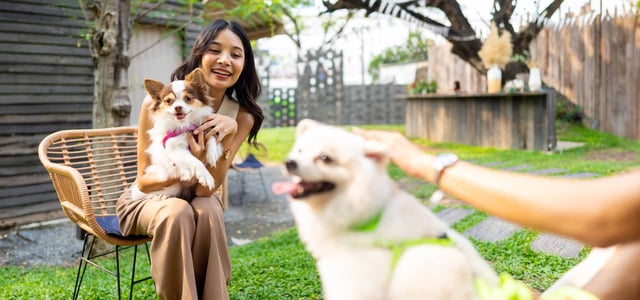 a Dog pulling towards other dogs