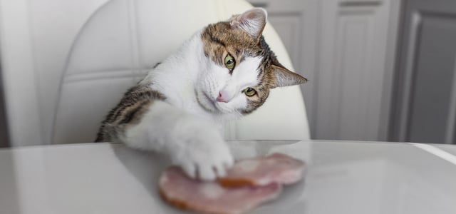cat sitting at white table eating ham