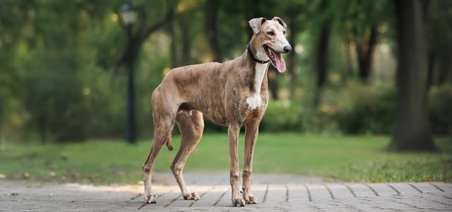 A greyhound stood outdoors on tiles.