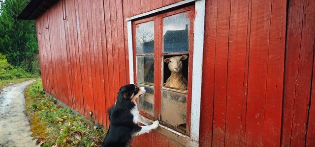 border collie looking at a menacing sheep