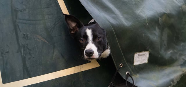border collie looking out of a tent