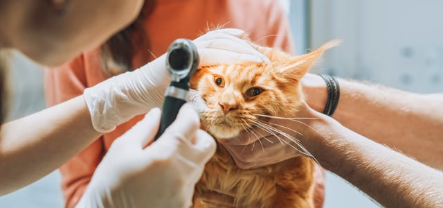 Ginger cat having eyes checked at vet