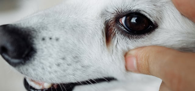 A close up of a white Terrier's weepy eye stains.