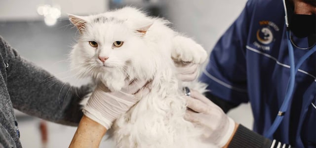 white cat being held by vet