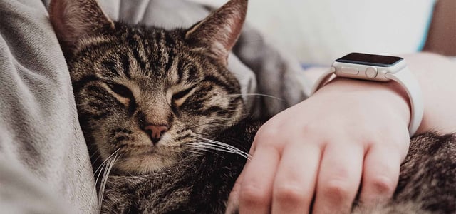 owner cuddling cat
