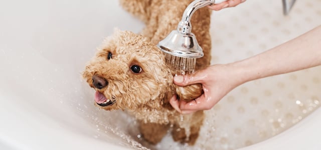 A Cockapoo having his ears washed.