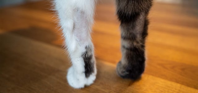 cat legs losing hair
