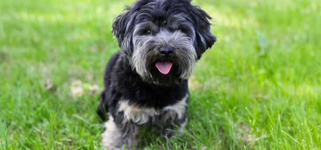 black and grey maltipoo sitting on grass with tongue out