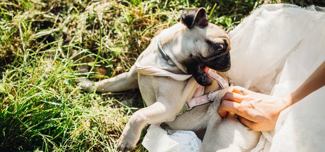 A pug being silly and biting her harness in the grass.