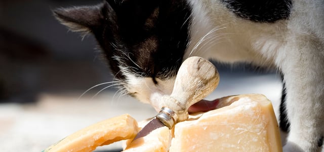 a black and white cat sniffing some cheese